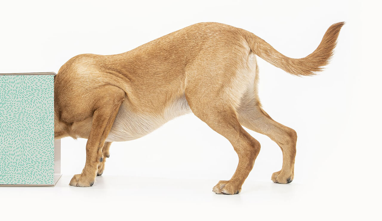 Lyka dog food box delivered