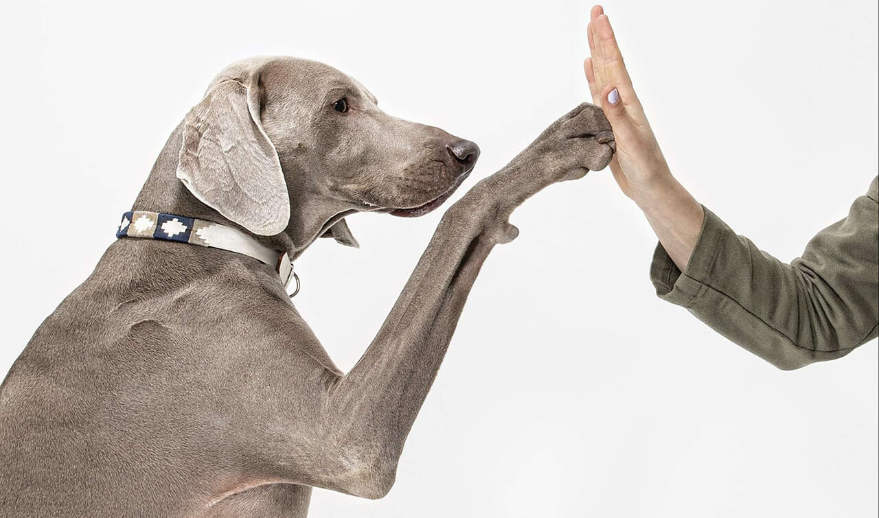 Dog fist bump high five