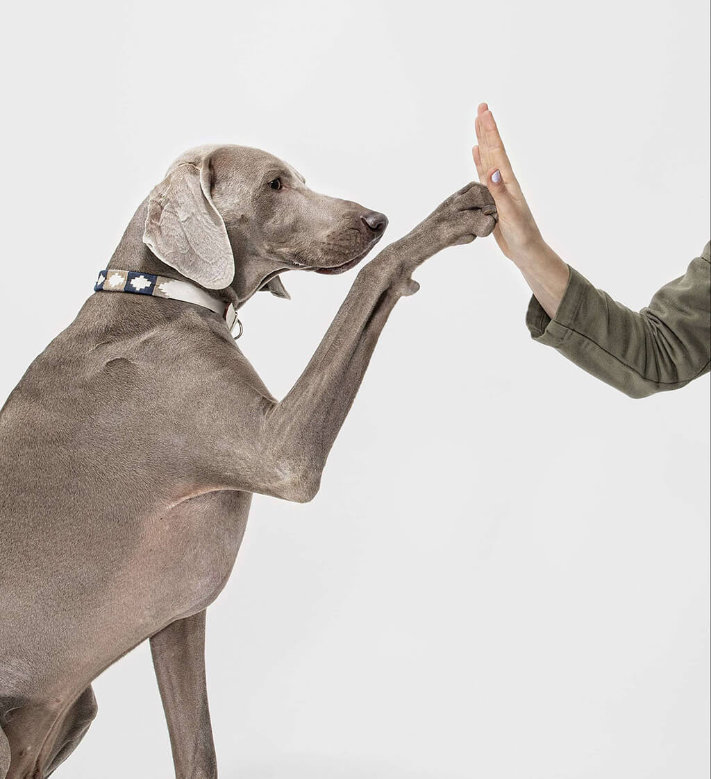Dog fist bump high five