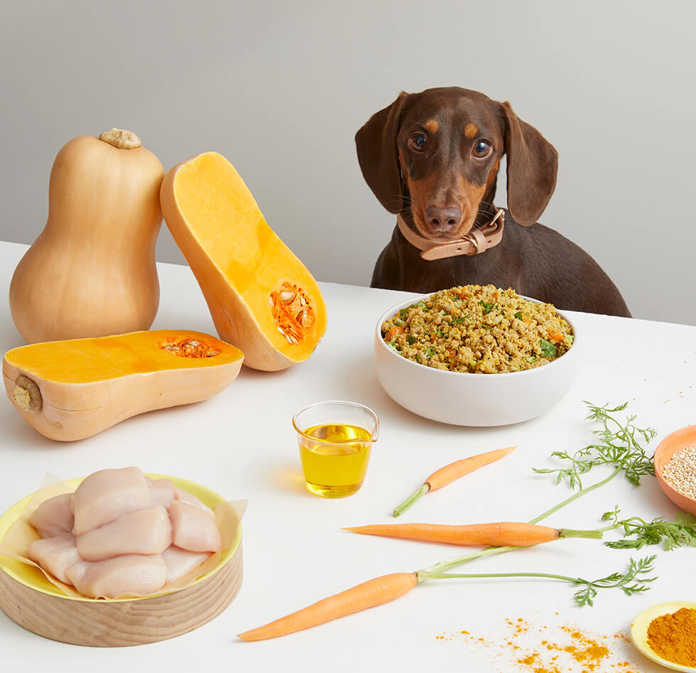 Fresh dog food on a plate