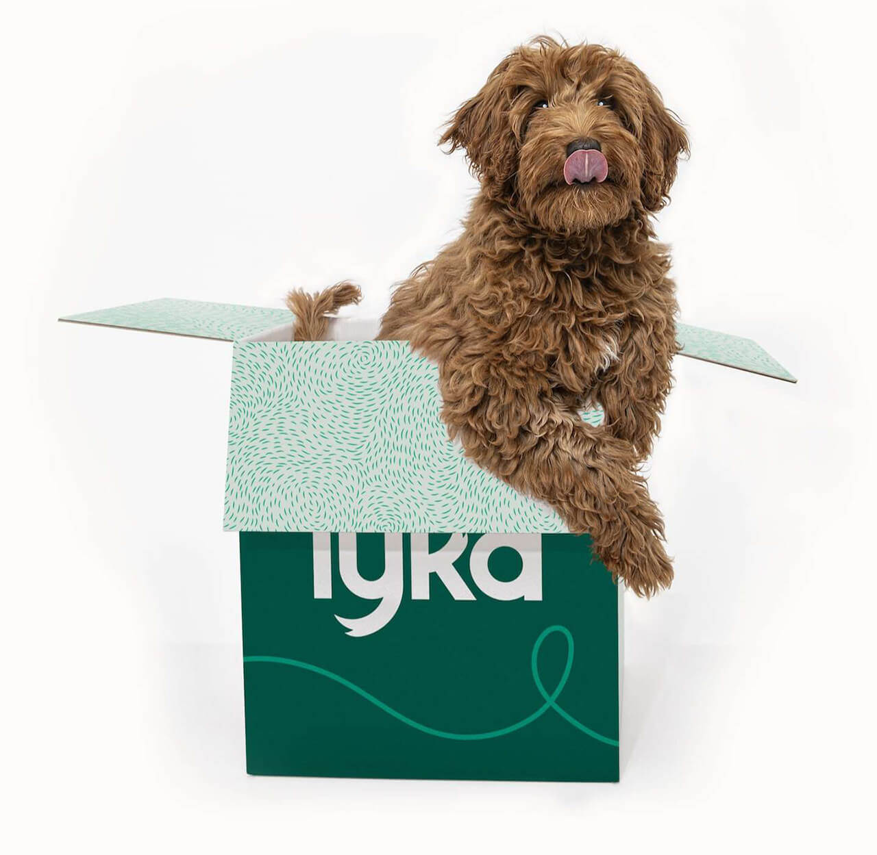 Happy dog with Lyka food