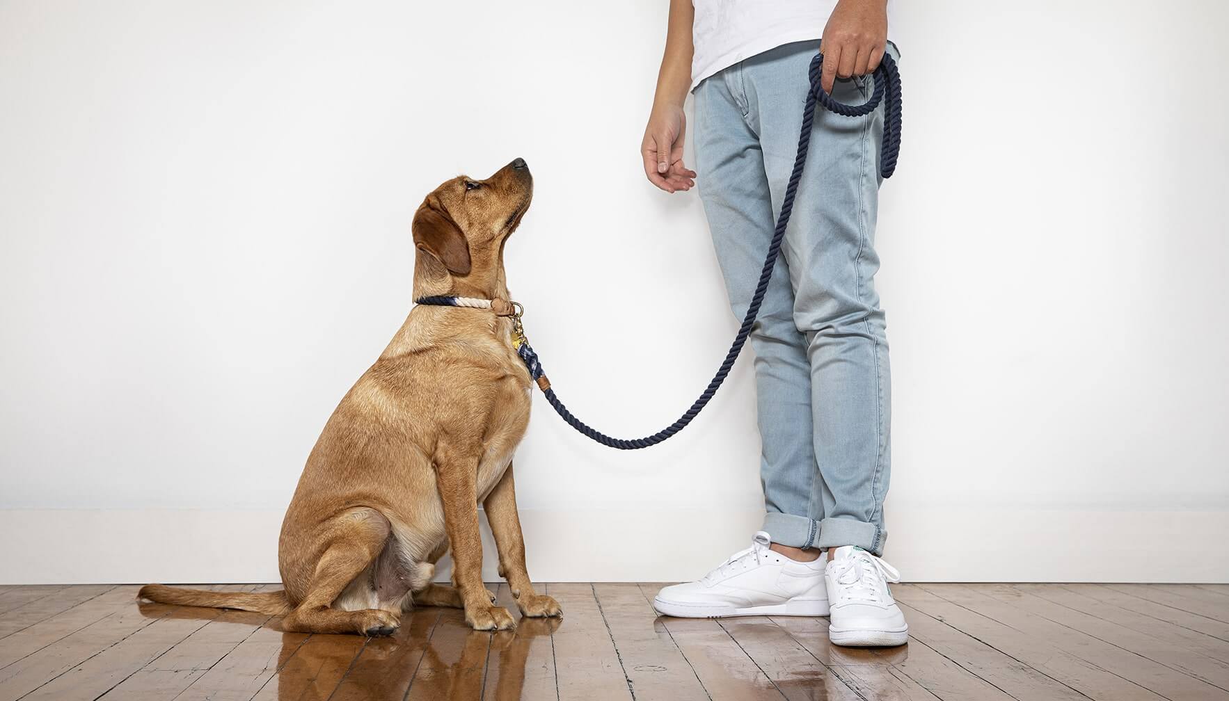 A human with a dog on a leash