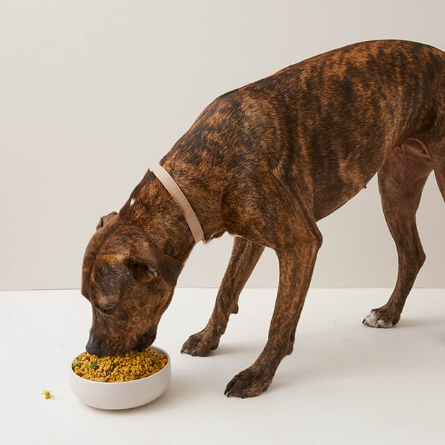 Healthy dog food being prepared and pouched